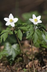 Wood anemone, windflower (Anemone nemorosa), Untergroeningen, Baden-Wuerttemberg, Germany, Europe