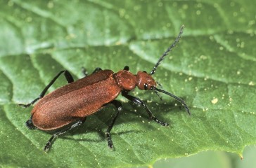 Red-headed Cardinal Beetle (Pyrochroa serraticornis)