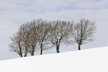 Beeches (Fagus sylvatica), Schauinsland hill in the Black Forest, Breisgau-Hochschwarzwald, Baden-Wuerttemberg, Germany, Europe