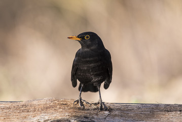 blackbird
