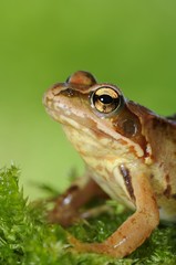 Grass Frog (Rana temporaria)