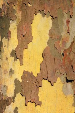 Tree bark, London Plane tree, Hybrid Plane (Platanus x acerifolia) (Platanus x hispanica)