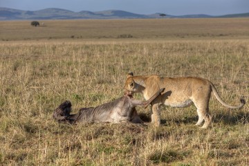 Naklejka na ściany i meble Lion (Panthera leo) eating a Blue Wildebeest (Connochaetes taurinus), Masai Mara National Reserve, Kenya, East Africa, Africa, PublicGround, Africa