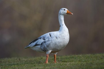 Hybrid between Greylag or Graylag goose (Anser anser) and Domestic goose, Stuttgart, Baden-Wuerttemberg, Germany, Europe