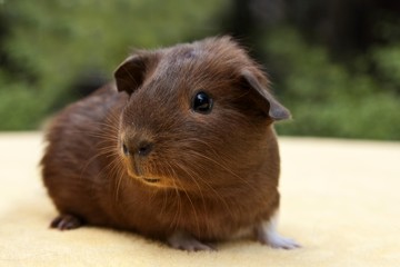 Young smooth hair, short hair guinea pig, red-white coloured