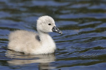 Mute Swan (Cygnus olor), cygnet