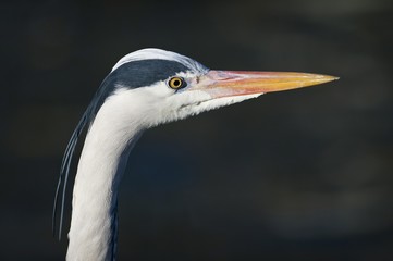 Grey Heron (Ardea cinerea), portrait, captive