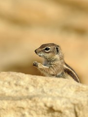 Naklejka na ściany i meble Barbary Ground Squirrel (Atlantoxerus getulus), Fuerteventura, Canary Islands, Spain, Europe