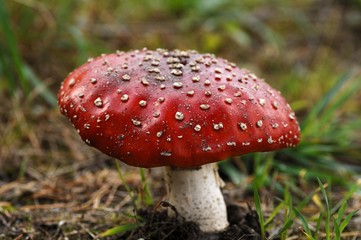 Fly Agaric (Amanita muscaria var muscaria)