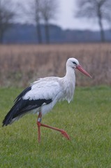 White Stork (Ciconia ciconia)
