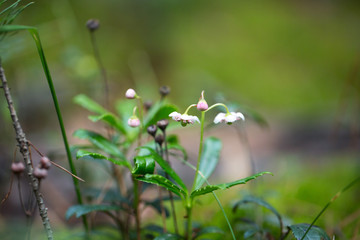 Green plants for your design