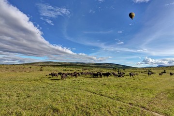 African buffaloes, Cape buffalos (Syncerus caffer), large herd, Maasai Mara National Reserve, Kenya, East Africa, Africa, PublicGround, Africa