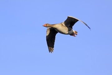 Gray goose grey goose greylag goose (Anser anser) flying