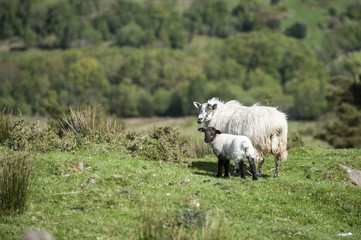 Fototapeta premium Sheep, ewe with lamb, Ireland, Europe