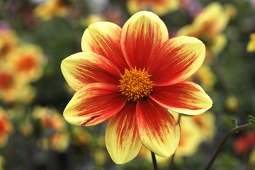 Simple Dahlia flower (Dahlia)