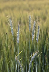 Barley (Hordeum vulgare), Upper Bavaria, Bavaria, Germany, Europe, PublicGround, Europe