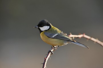 Great Tit (Parus major)