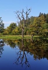 Fototapeta na wymiar Seachtnmoor, moor, dead trees are reflected in the swamp, Andechs, Upper Bavaria, Bavaria, Germany, Europe, PublicGround, Europe