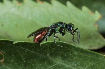 Wasp (Chrysis trimaculata)