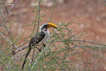 Eastern Yellow-billed Hornbill (Tockus flavirostris), Samburu National Reserve, Kenya, East Africa, Africa, PublicGround, Africa