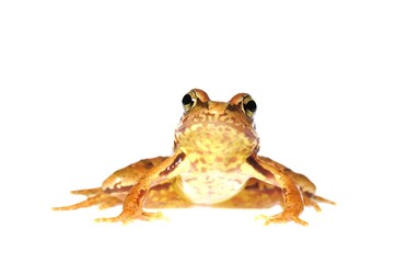 Common frog (Rana temporaria), juvenile