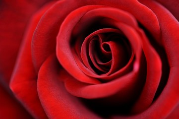 Detail, red Rose (Rosa)