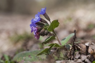 Lungwort (Pulmonaria officinalis)