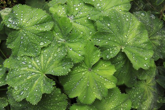 Lady's Mantle (Alchemilla), green leaves with water drops, guttation fluid