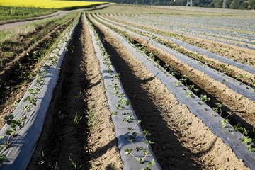 Strawberry plantation, strawberry plants under mulch foil