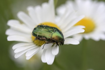 Green rose chafer (Cetonia aurata)