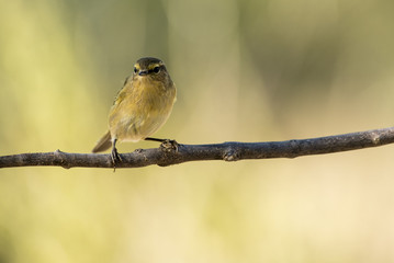 Obraz premium Chiffchaff 