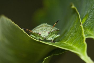 Green shield bug (Palomena prasina) perched on a hackberry leaf (Prunus padus)