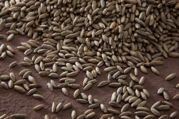 Rye (Secale cereale) on a millstone