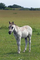 Naklejka na ściany i meble Konik horse (Equus przewalskii f. caballus), colt, tarpan or wild horse, backbreeding
