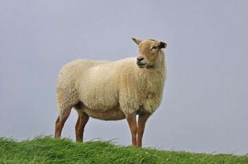 Domestic Sheep (Ovis orientalis Aries)
