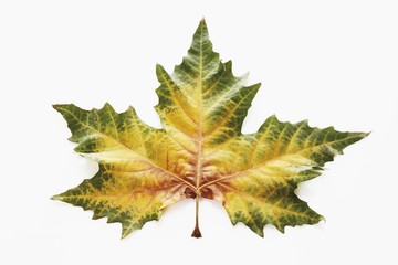 Plane leaf, Kerr's plane, (Platanus kerrii Gagnepain), autumn leaf