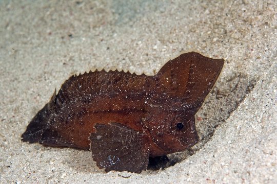 Cockatoo Leaf-Fish, Cockatoo Waspfish, Cuckatoo Waspfish, Roque Fish or Rouge Fish (Ablabys taenianotus), Southern Leyte, Philippines, Asia