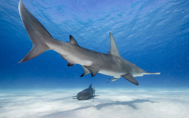 Great hammerhead shark underwater view Bimini, Bahamas.
