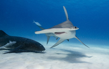 Great hammerhead shark underwater view Bimini, Bahamas.
