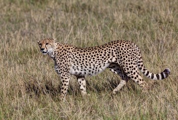 Cheetah (Acinonyx jubatus), Masai Mara National Reserve, Kenya, East Africa, Africa, PublicGround, Africa