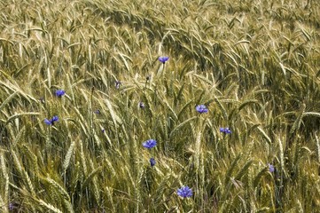 Cornflowers (Centaurea cyanus)