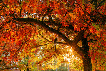 Autumn Colours 3
