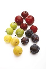 Red plums, yellow plums and plums (Rosaceae)