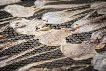 Drying Squid in the sun