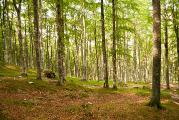 The forest begins to turn green