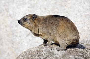 Rock Hyrax (Procavia capensis)