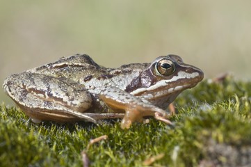 Moor frog (Rana arvalis), Emsland, Germany, Europe