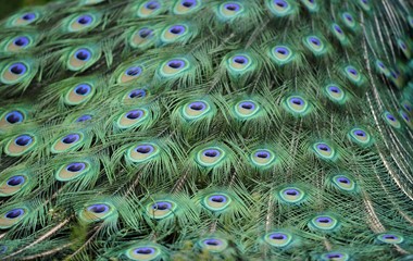 Obraz premium Indian Peafowl or Blue Peafowl (Pavo cristatus), male, detail of peacock feathers