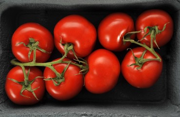 Fresh vine tomatoes (Solanum)
