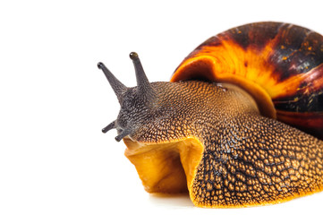 Single Snail with a beautiful shell,nice coloring,close up isolated on the white background